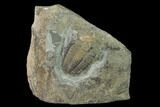 Cambrian Ellipsocephalus Trilobite Fossil - Czech Republic #135535-1